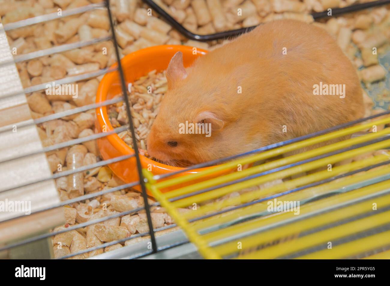 Criceto rosso locale roditore primo piano mangiare in una gabbia macro. Foto Stock