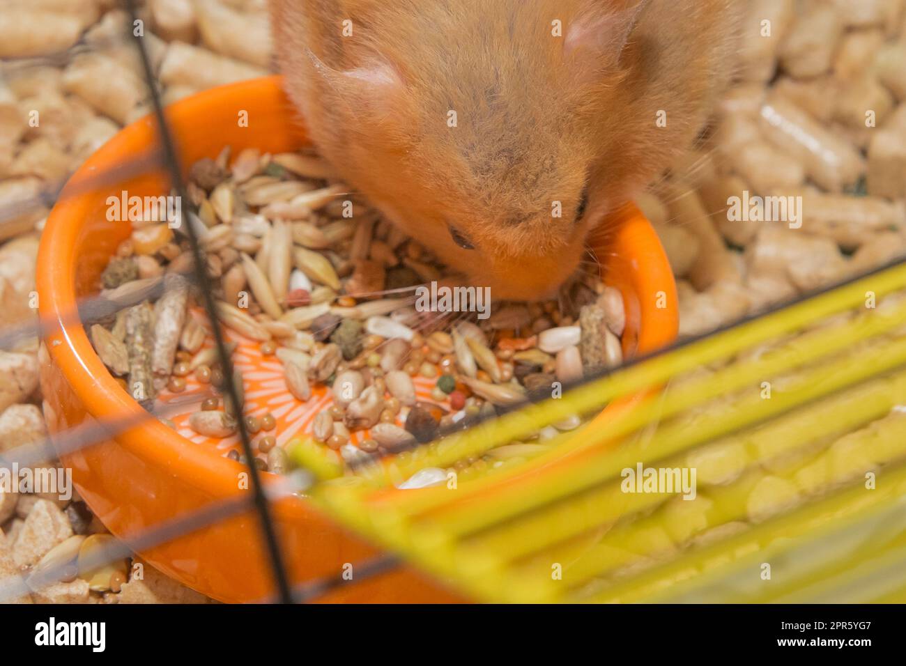 Criceto rosso locale roditore primo piano mangiare in una gabbia macro. Foto Stock