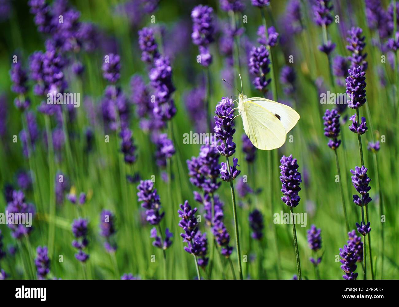 Bella farfalla bianca in una pianta di lavanda Foto Stock