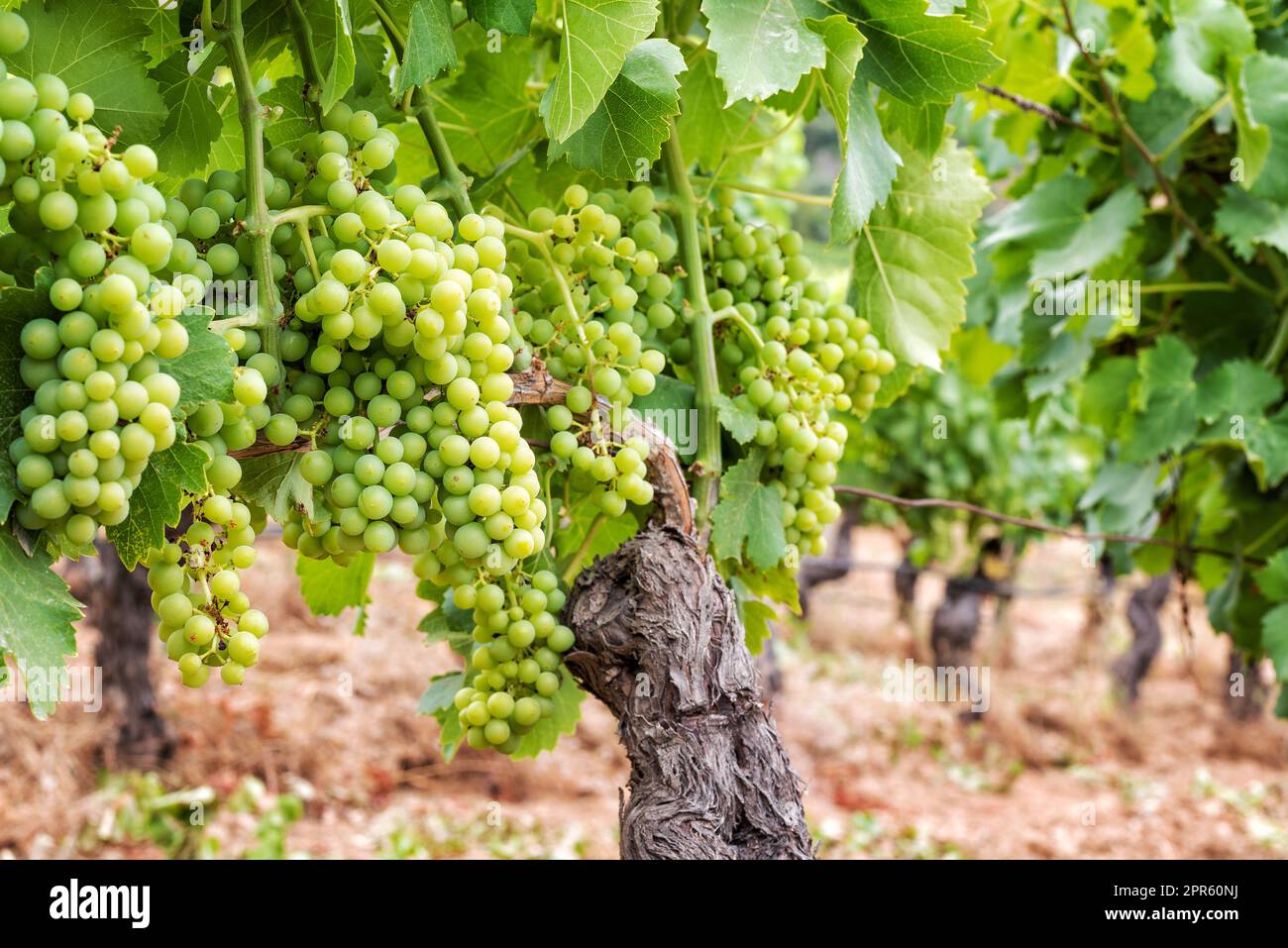 Grappoli di uva sulla pianta durante la fase di chiusura. Agricoltura. Foto Stock