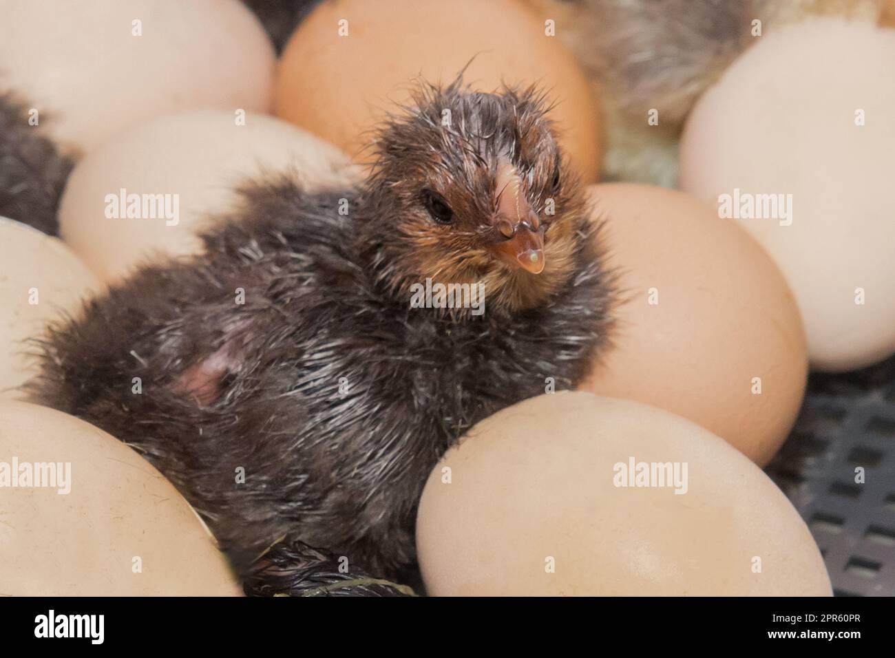 Primo piano pulcino di pollo scuro piccolo carino in uova incubatore di pollo. Foto Stock