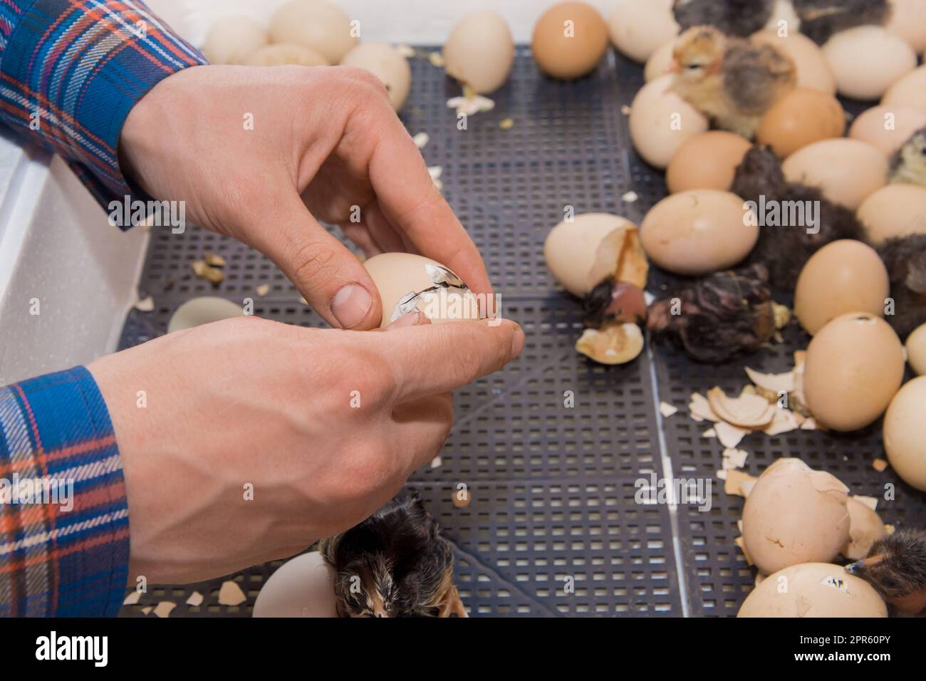Primo piano delle mani degli agricoltori che aiutano a schiudere un pulcino di pollo da un uovo da cova, allevamento di pollame. Foto Stock