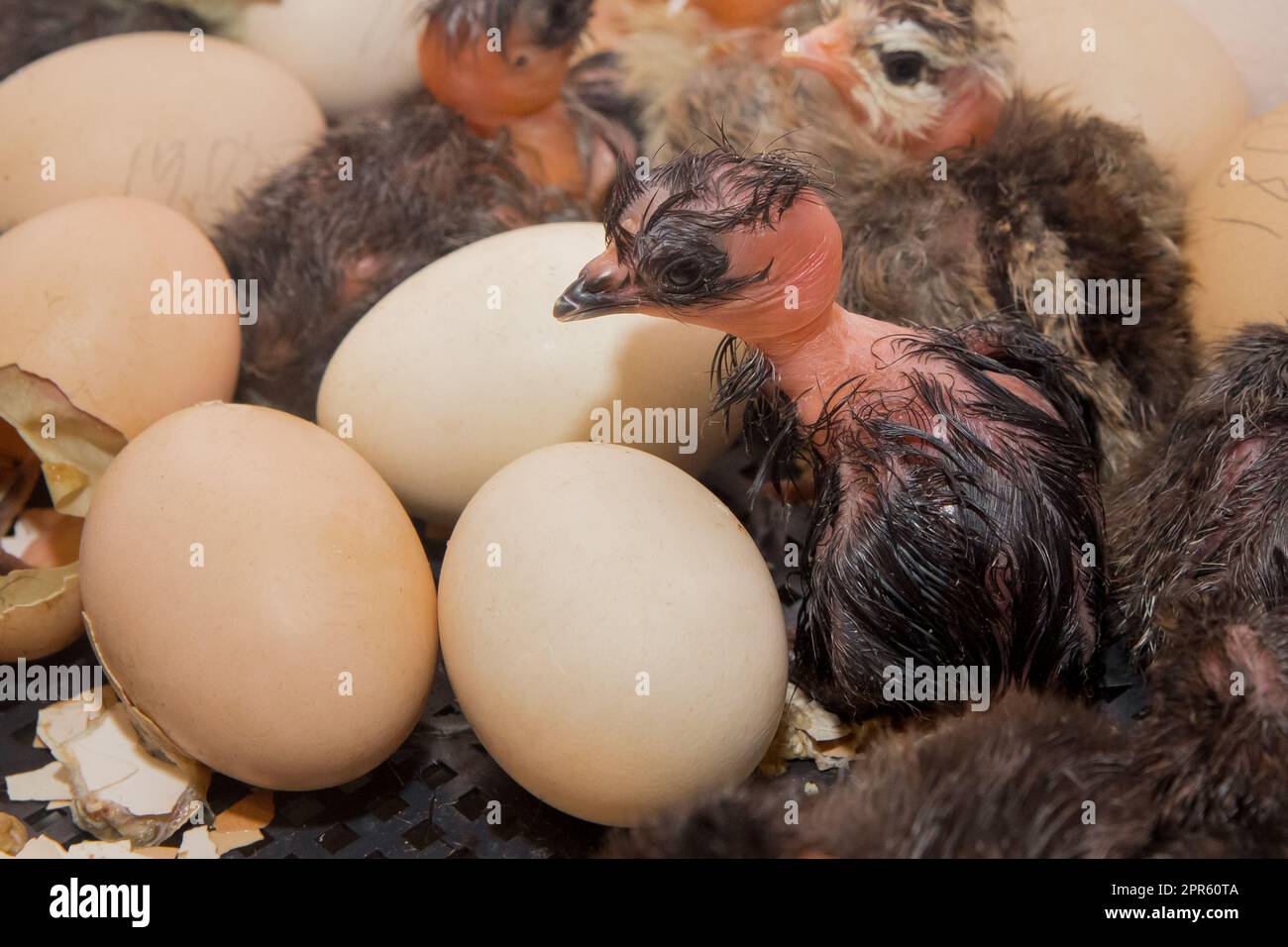 Piccolo pulcino neonato carino pollo scuro in uova da incubatore primo piano. Foto Stock
