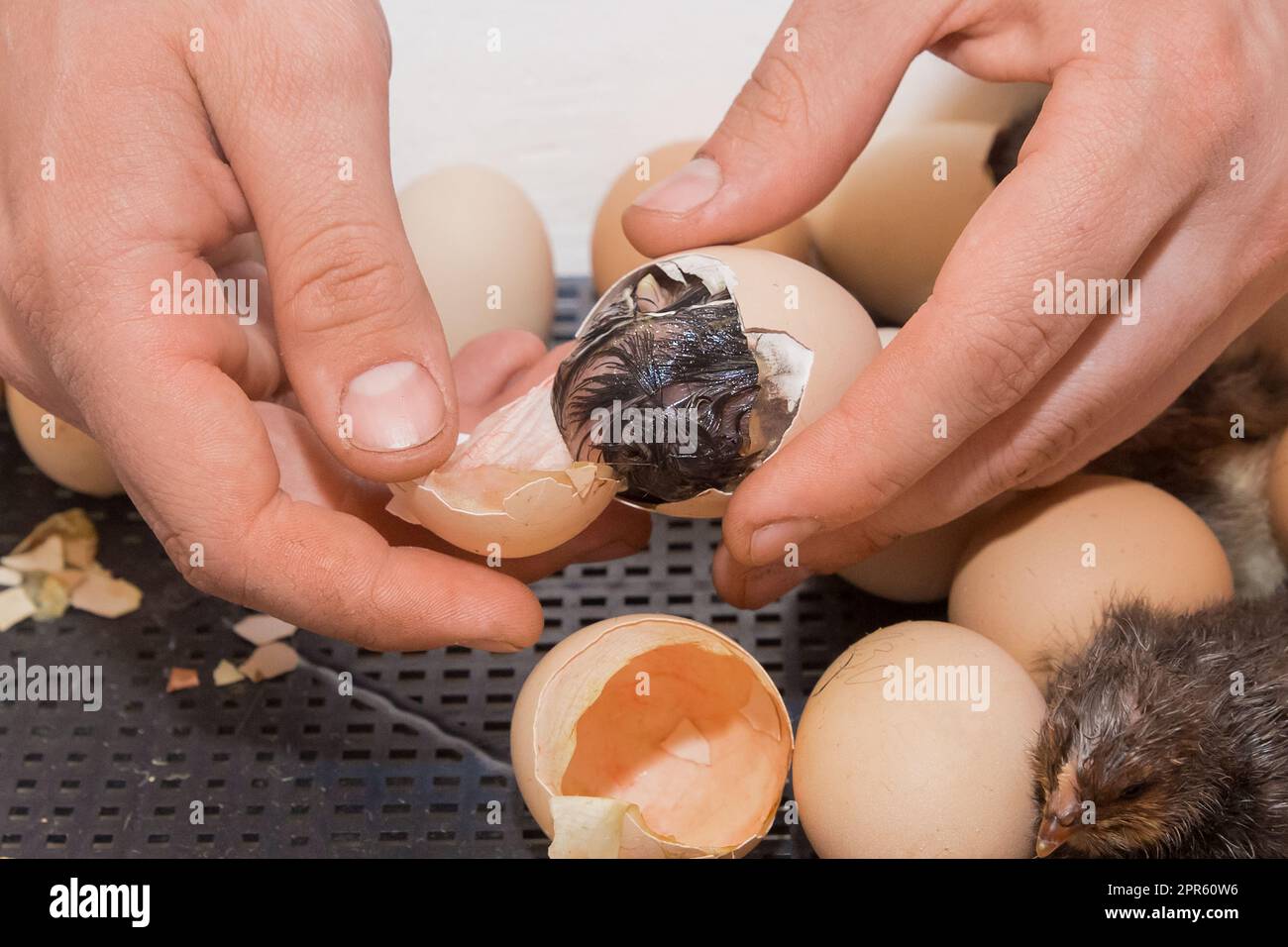 Mani contadino primo piano che aiuta il pulcino da cova da uova da cova in cova, allevamento di pollame, incubazione. Foto Stock