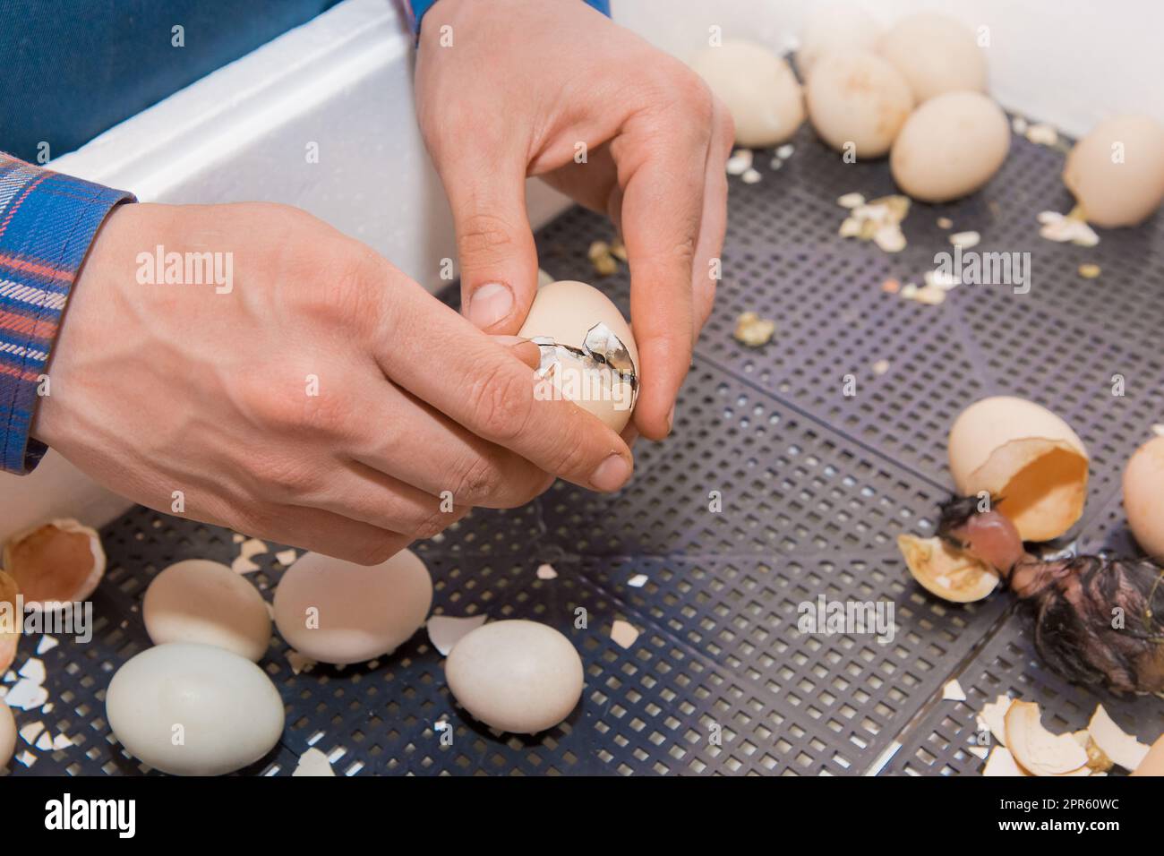 Le mani di un agricoltore maschio aprono un uovo di gallina da cova con un pulcino neonato in un incubatore, allevamento di pollame. Foto Stock