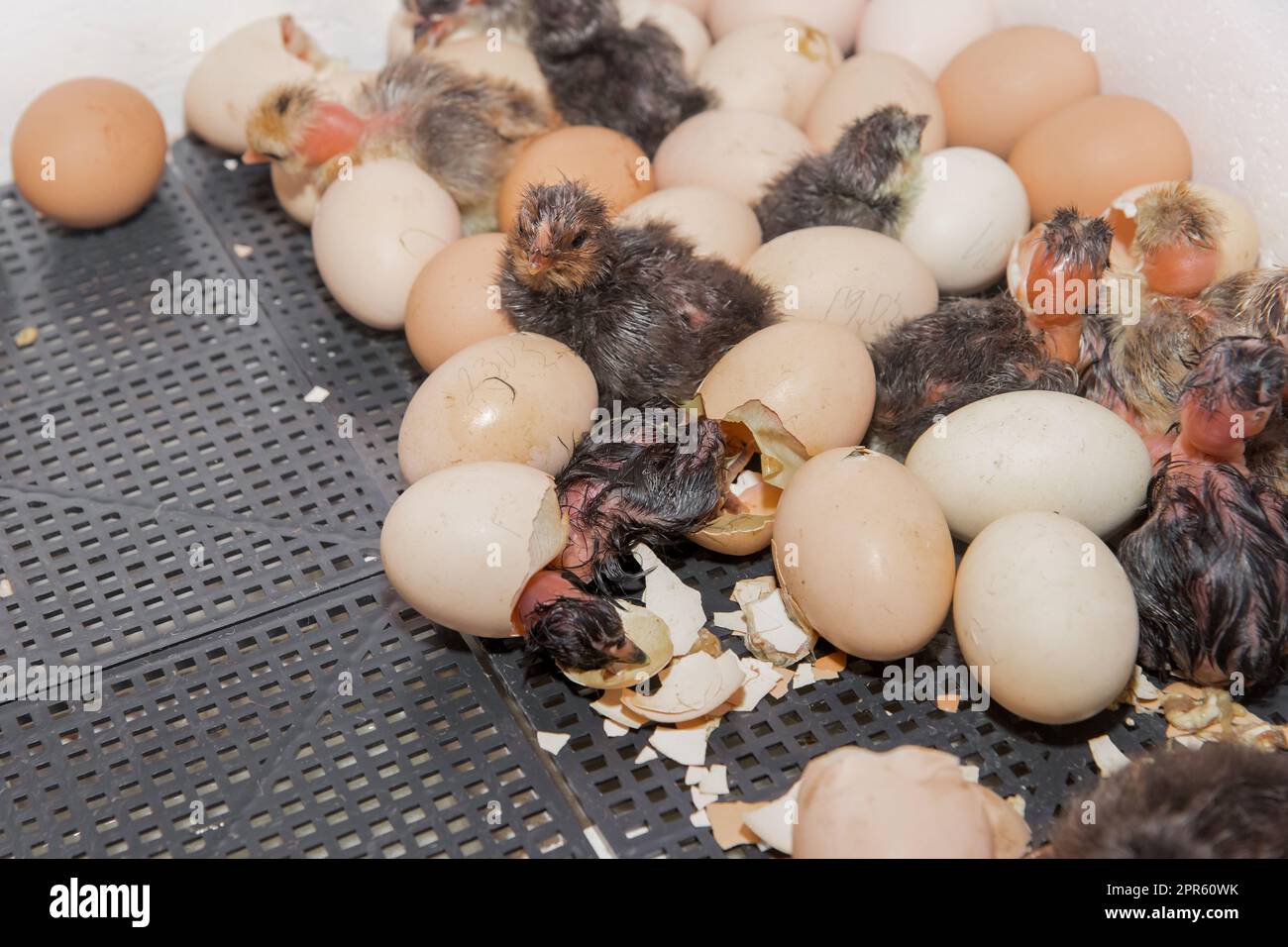 Pulcini da cova, uova di pollo, incubatore di animali da guscio, gallina ovaiola, allevamento di pollame. Foto Stock