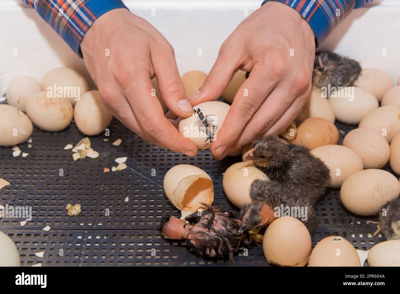 Il primo piano delle mani del contadino aiuta a schiudere un uccello di pollo da un incubatore di uova da cova. Foto Stock