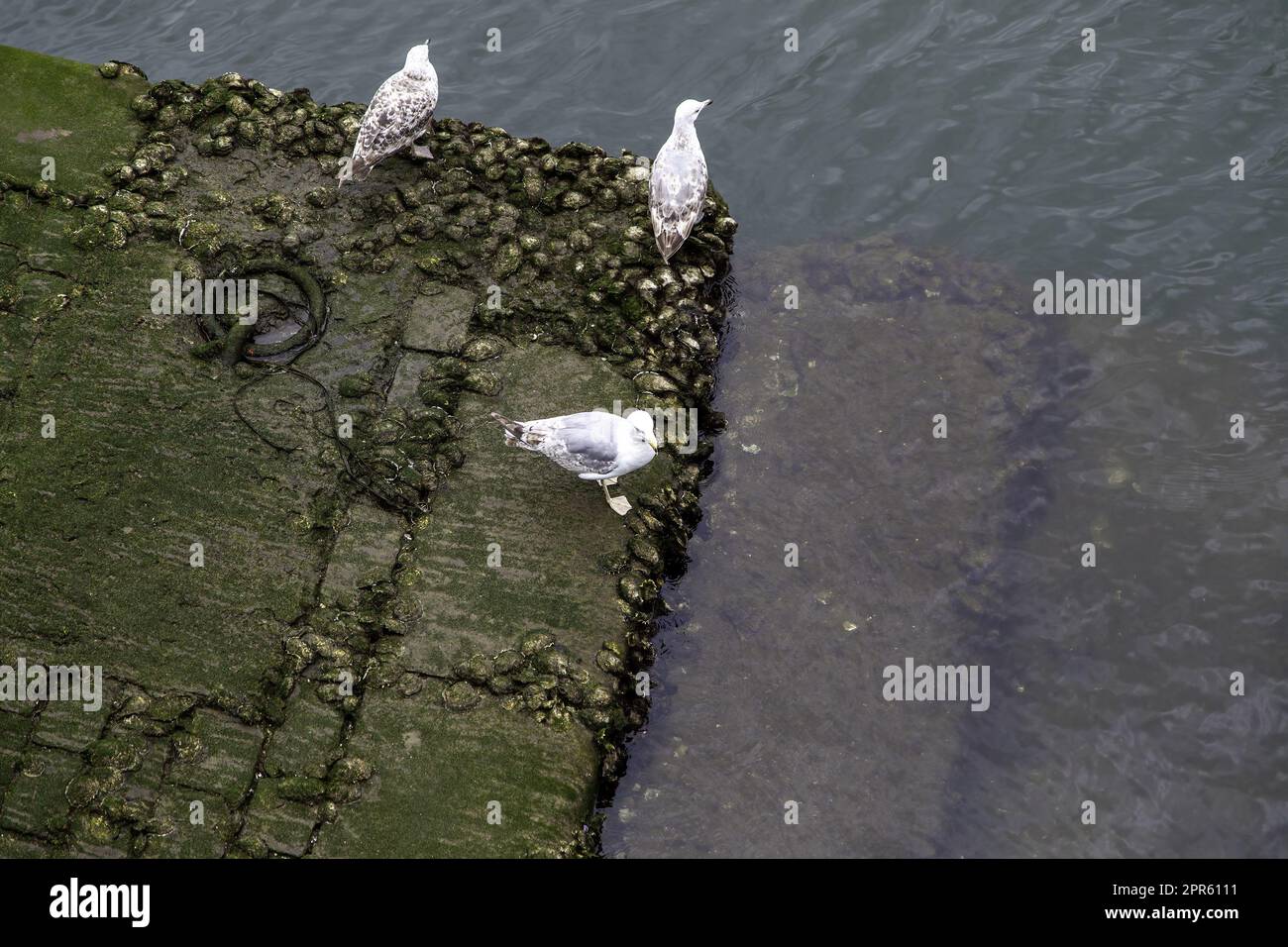 Gabbiani in un porto di pesca Foto Stock