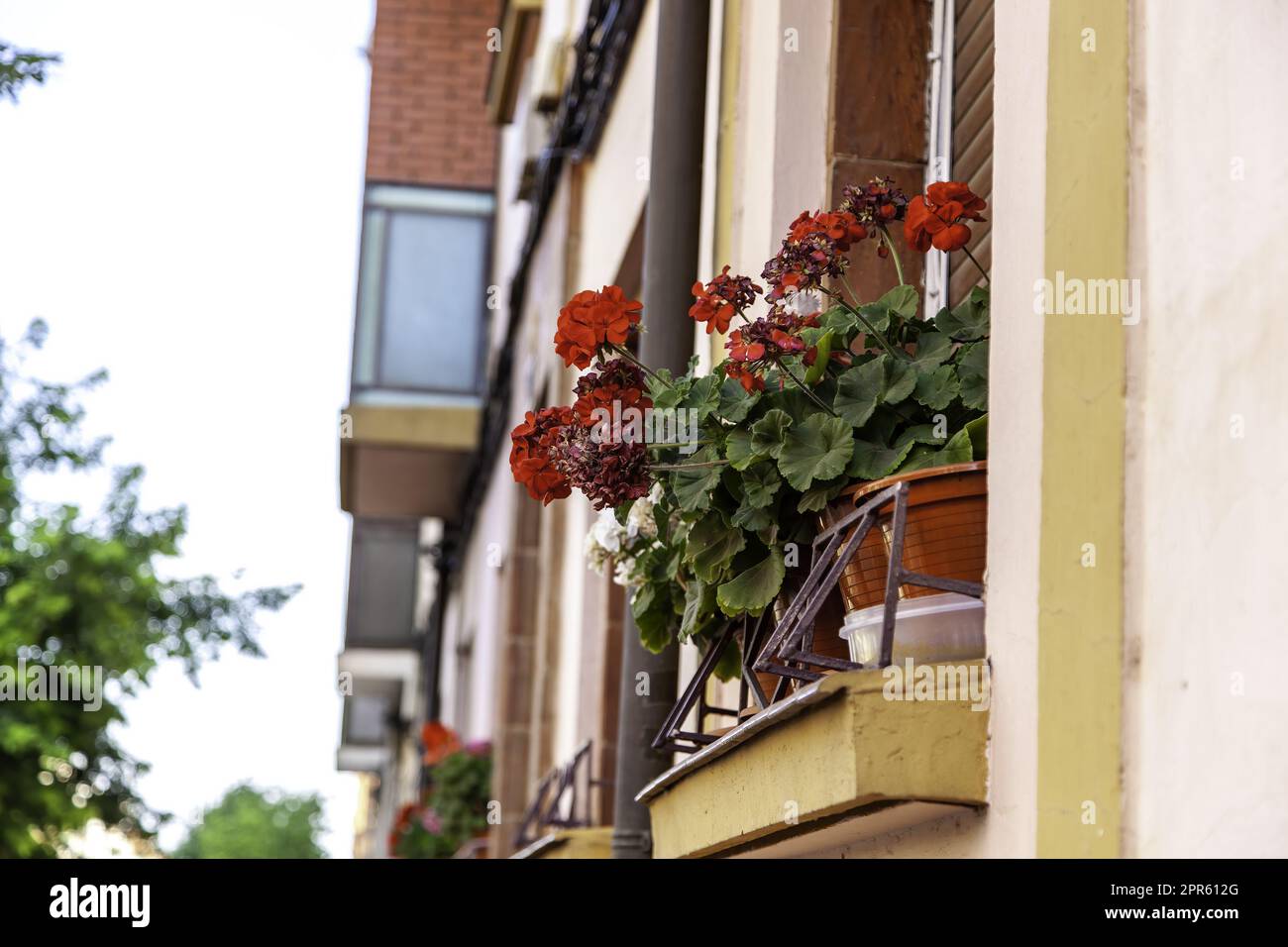 Vasi di fiori su un balcone Foto Stock