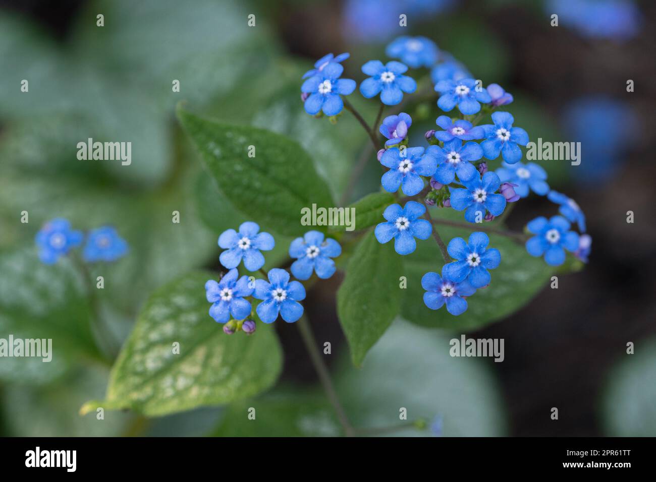 Bugloss siberiano, Brunnera macrophylla Foto Stock