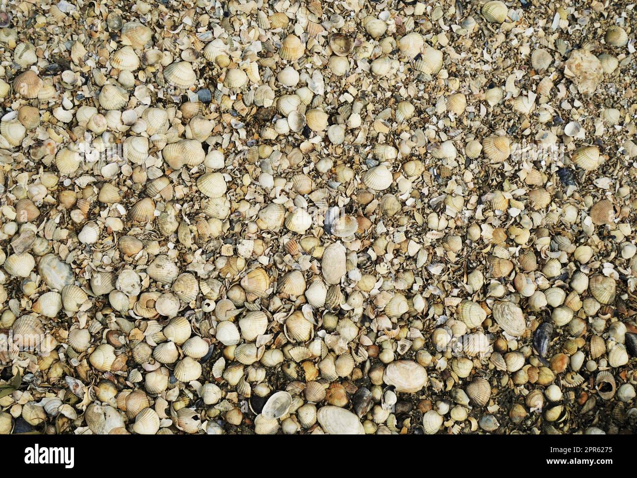 Molte conchiglie di mitili durante la bassa marea Foto Stock