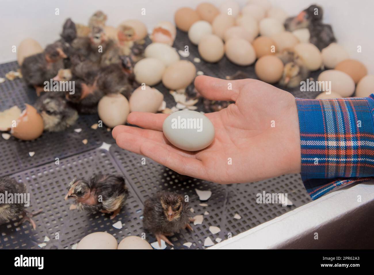 Primo piano della mano dell'agricoltore che tiene uova piccole di pollo da cova sullo sfondo di polli in incubatore, allevamento di pollame. Foto Stock