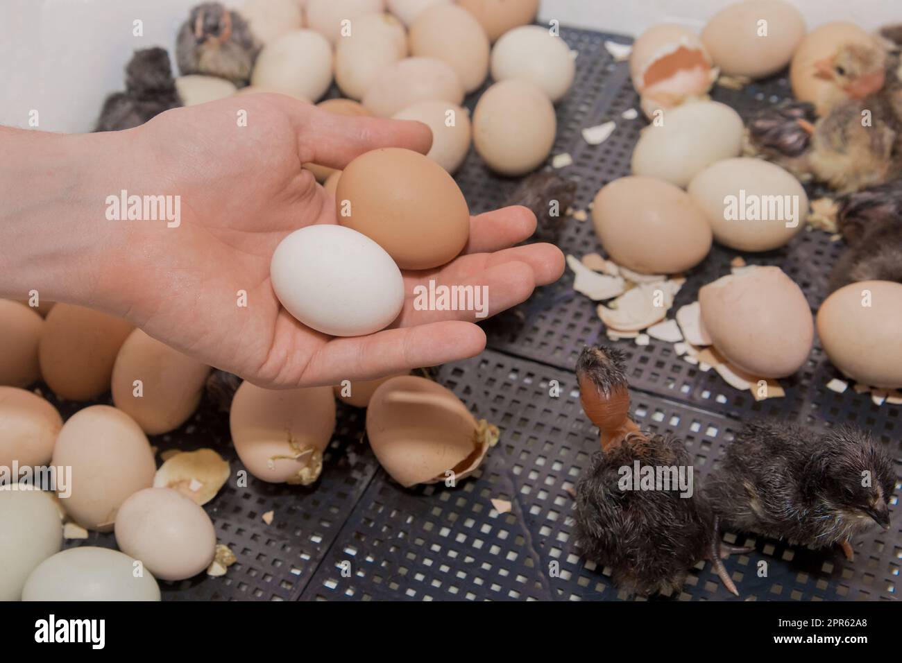 La mano dell'agricoltore tiene un uovo di pollo con un pulcino all'interno sullo sfondo di un incubatore, l'allevamento di pollame. Foto Stock
