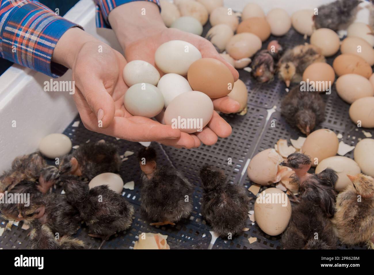 Le mani dell'agricoltore tengono un mazzo di uova da cova di pollo sullo sfondo dell'incubatore e dei polli, dell'allevamento di pollame. Foto Stock