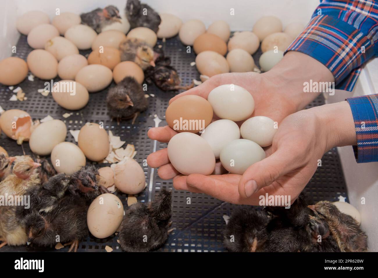 Primo piano delle mani dell'agricoltore che tiene un mucchio di uova di pollo sullo sfondo di polli in un incubatore, allevamento di pollame. Foto Stock