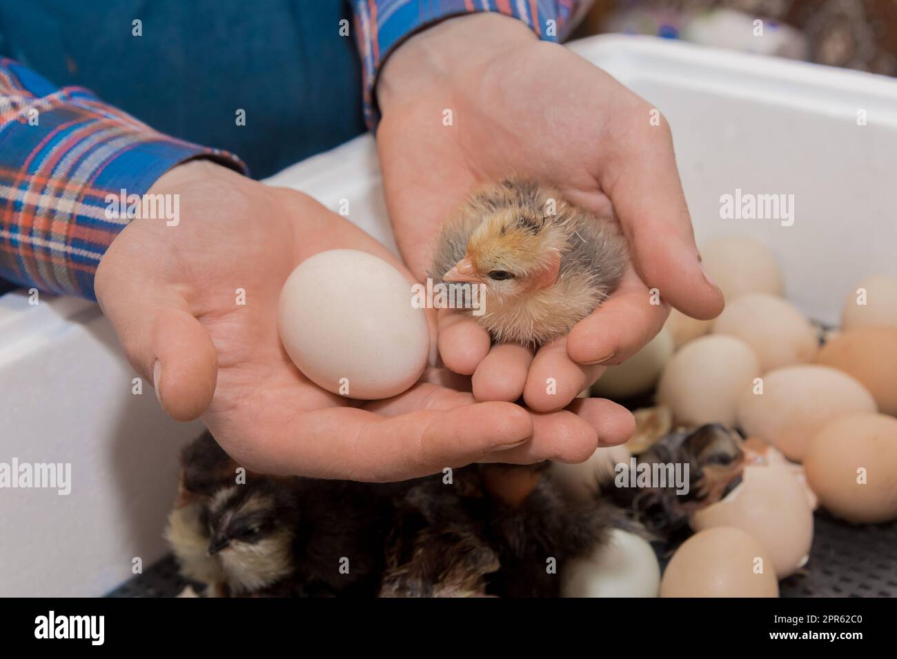 Mani di un agricoltore maschio che tiene un piccolo pulcino soffice e un uovo di pollo sullo sfondo dell'incubazione, allevamento di pollame. Foto Stock