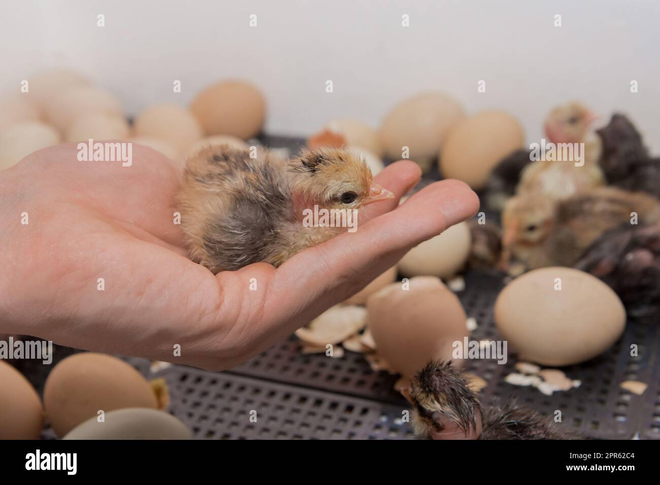 Primo piano della mano dell'agricoltore che tiene un piccolo pulcino di pollo soffice e carino sullo sfondo delle uova da cova in un incubatore, allevamento di pollame. Foto Stock