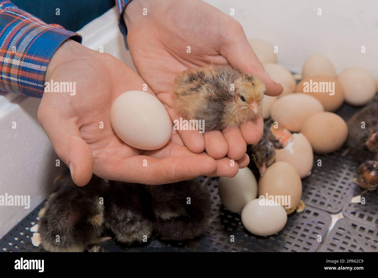 Mani del coltivatore che tengono un uovo di cova di pollo e un piccolo pulcino di pollo soffice e carino sullo sfondo di un incubatore, allevamento di pollame. Foto Stock