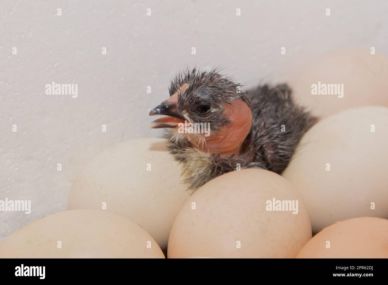 Piccolo pulcino di pollo dal collo soffice e carino scuro, primo piano nelle uova da cova. Foto Stock