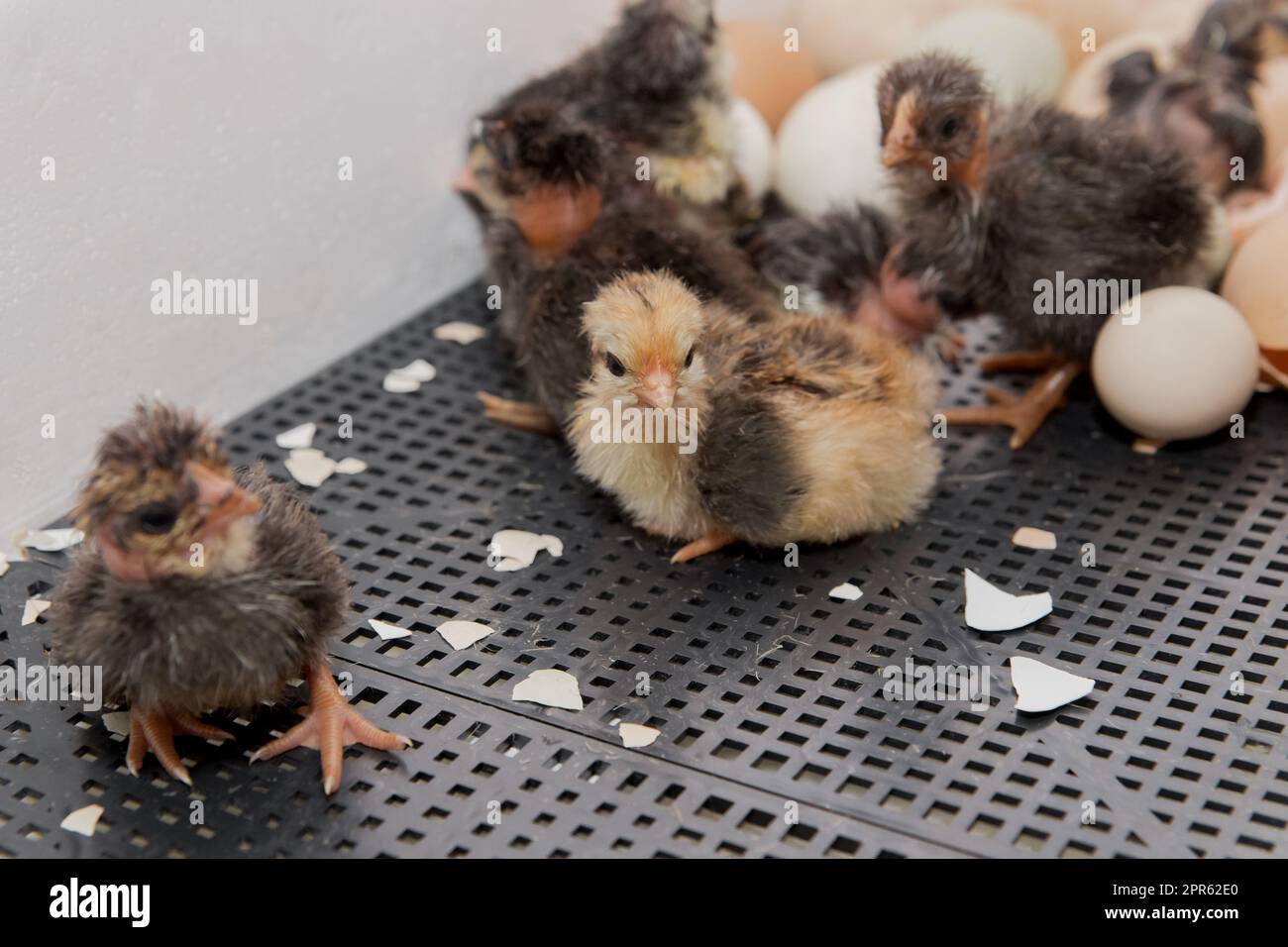 Piccolo carino pulcini lanuginoso gruppo incubatore di gusci d'uova incubazione di pollo, allevamento di pollame. Foto Stock