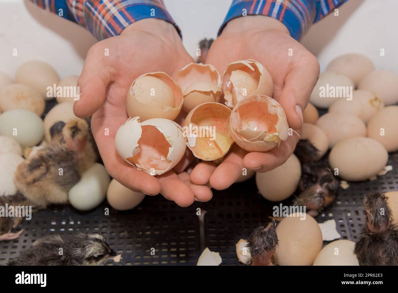 Le mani dell'agricoltore tengono un mucchio di gusci di polli di pollo appena nati sullo sfondo dell'incubazione in un incubatore. Foto Stock