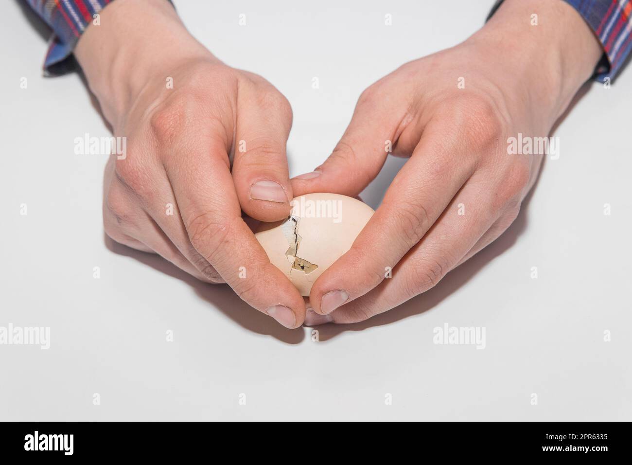 Le mani di un uomo in primo piano rivelano un uovo di pollo con un pollo all'interno su uno sfondo bianco. Foto Stock