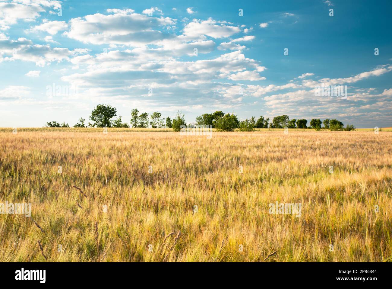 Campo con orzo coltivato Germania, raccolto in estate, agricoltura per cibo, terreni agricoli in campagna Foto Stock