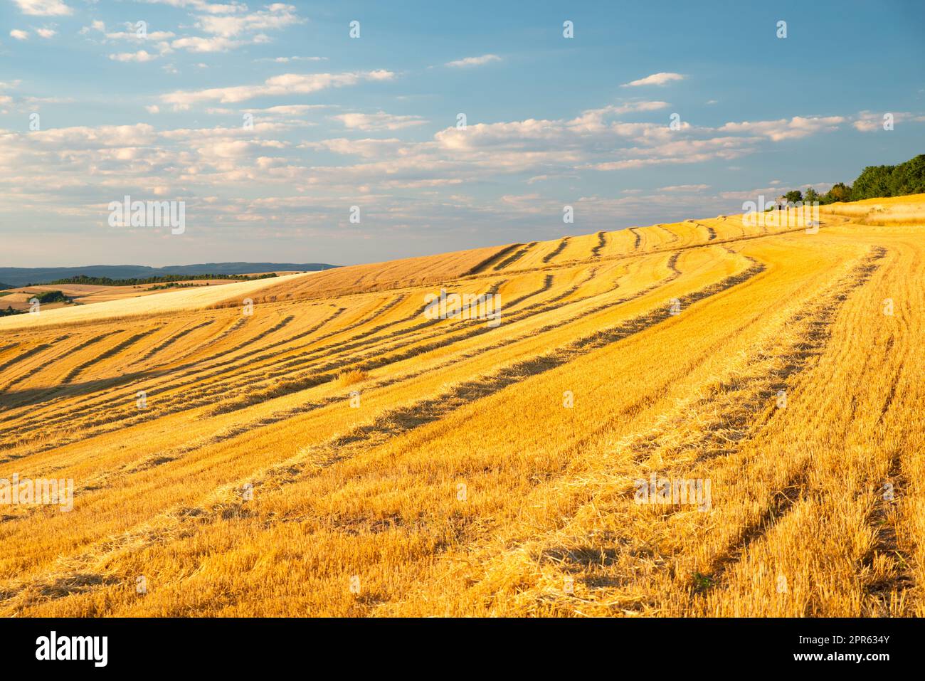 Campo con orzo coltivato Germania, raccolto in estate, agricoltura per cibo, terreni agricoli in campagna Foto Stock