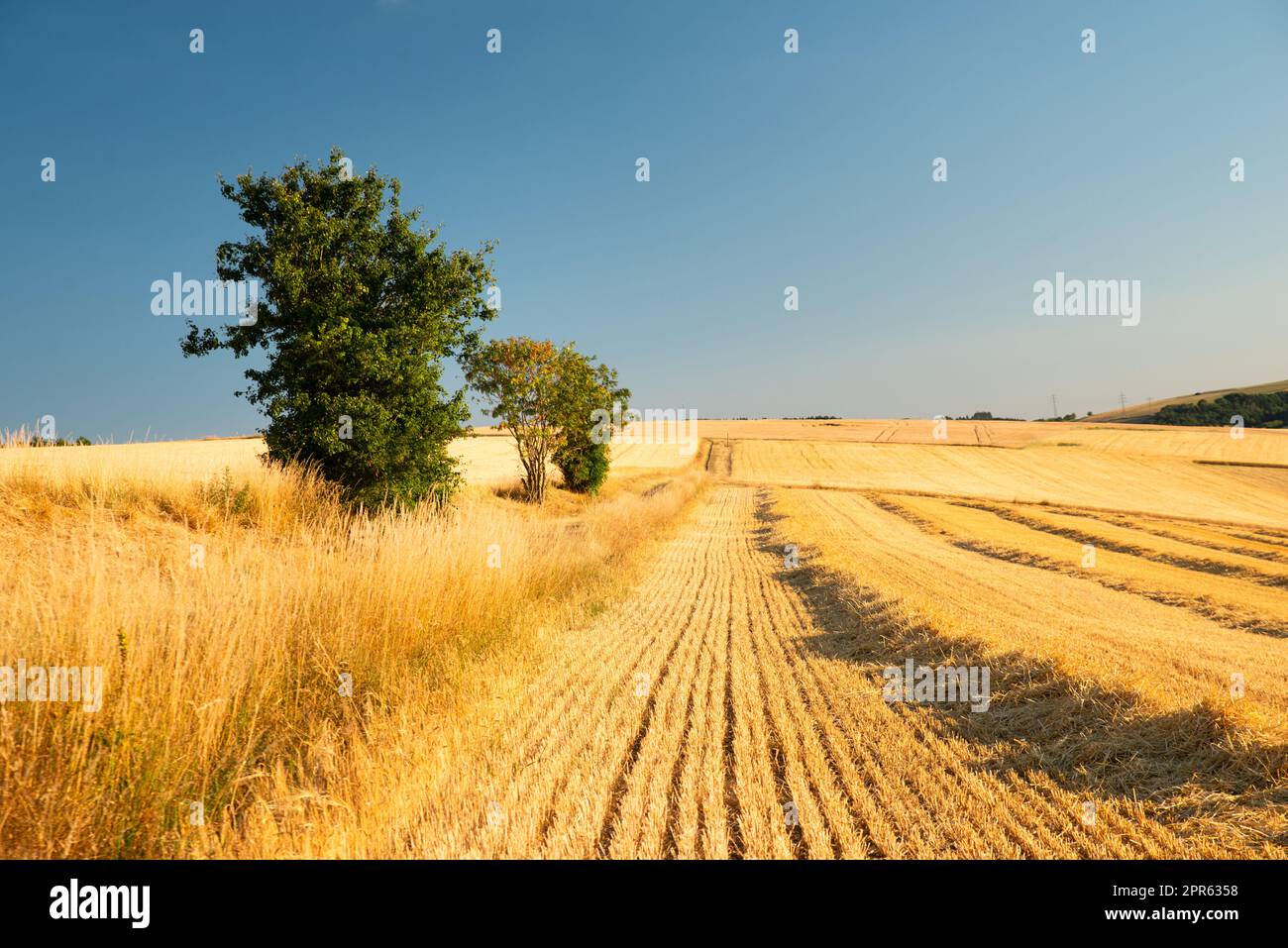Campo con orzo coltivato Germania, raccolto in estate, agricoltura per cibo, terreni agricoli in campagna Foto Stock