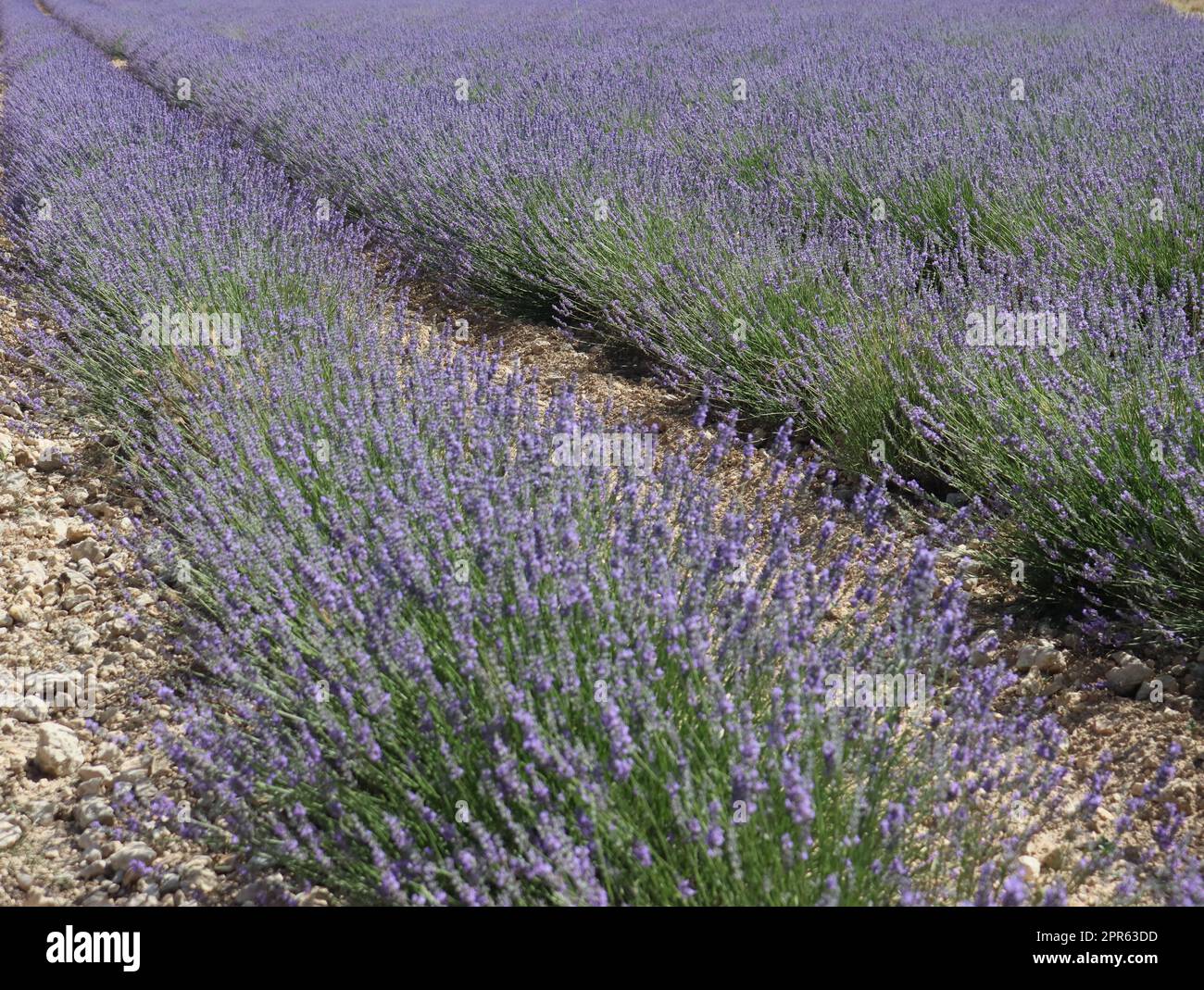bella campo lavanda fiori aroma naturale colore insetti oli Foto Stock