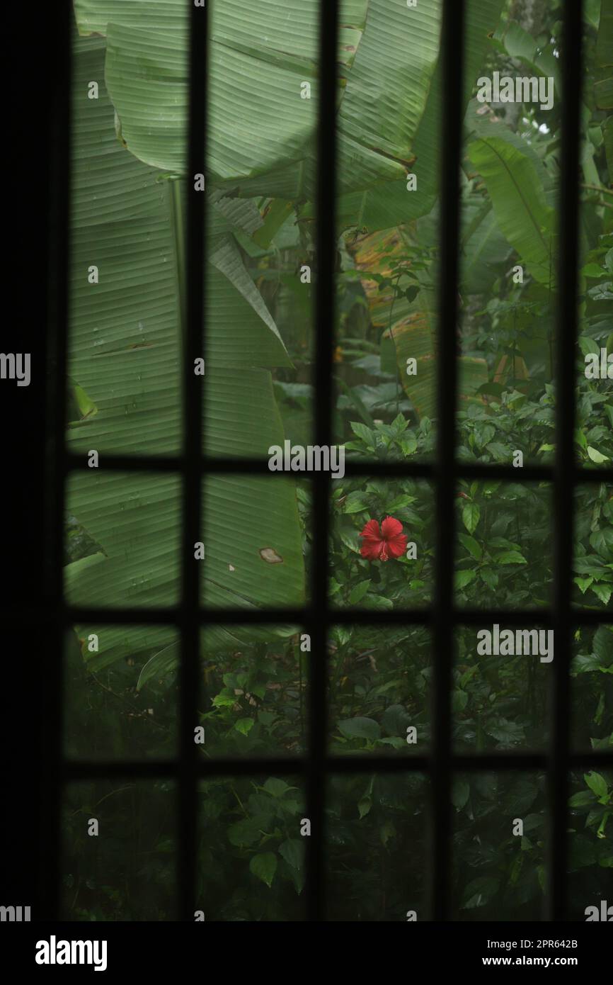 Un fiore di ibisco rosso fuori dalla finestra Foto Stock