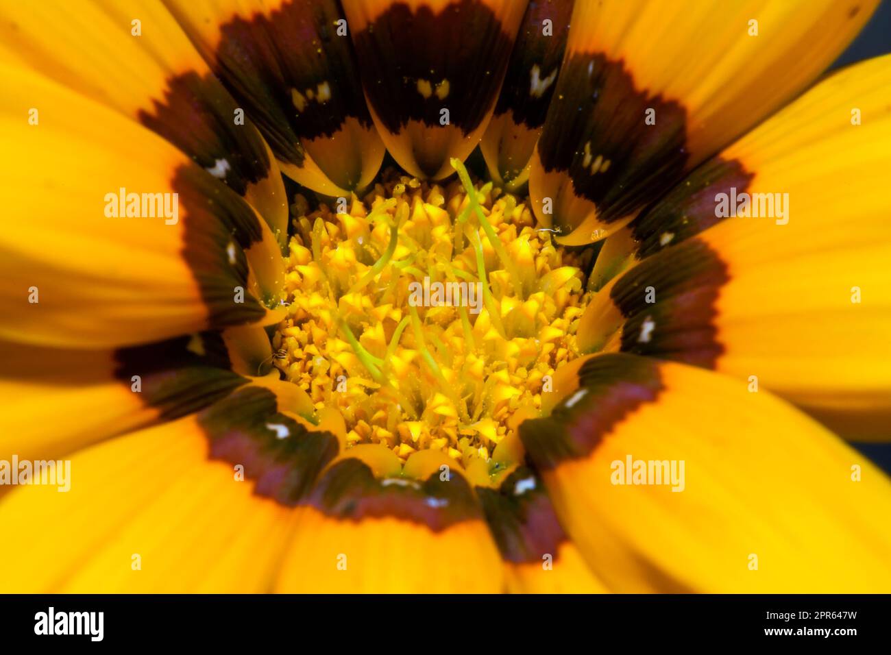 Foto ravvicinata di un fiore giallo di rudbeckia su sfondo scuro Foto Stock