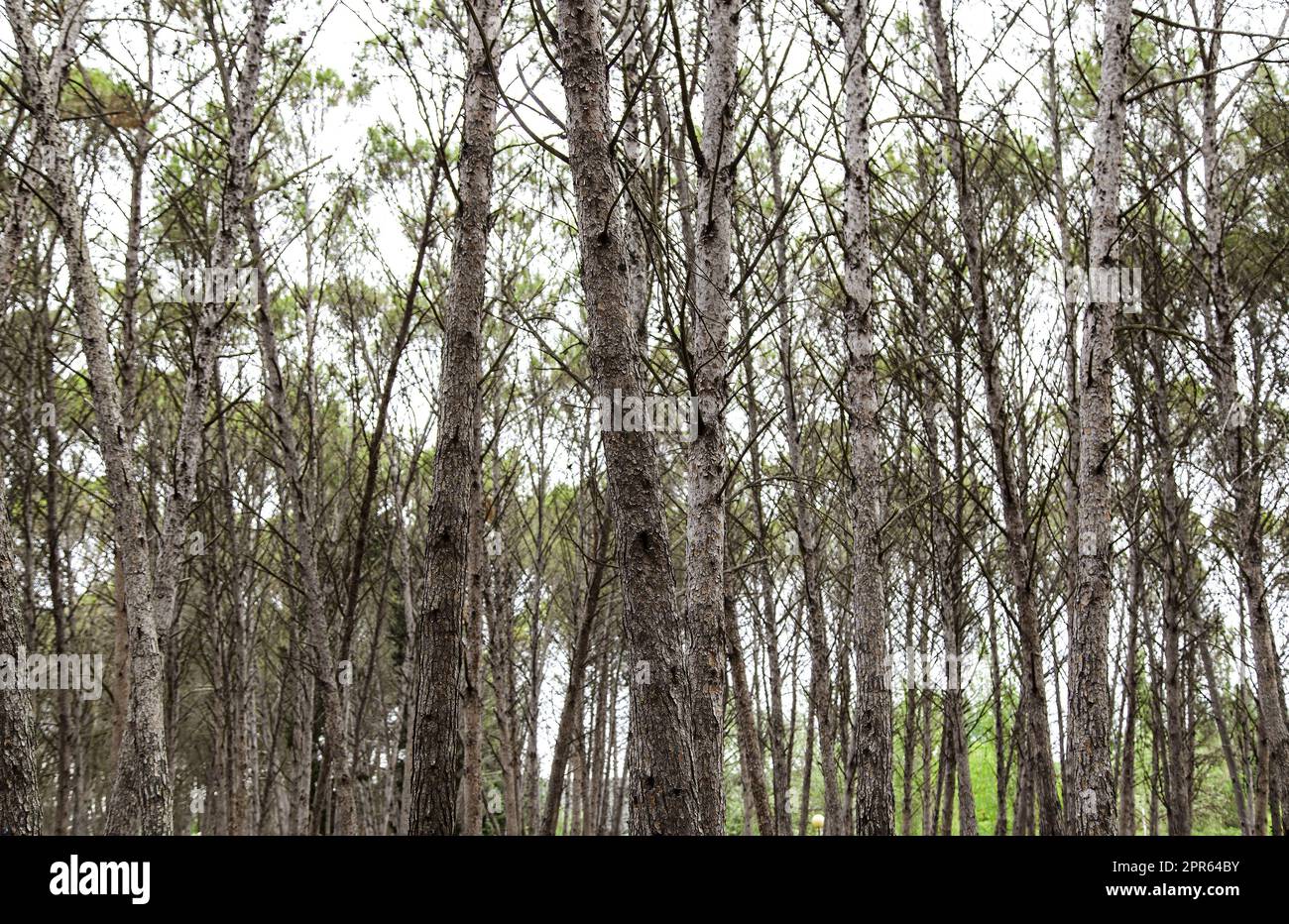Ombra di alberi nella foresta Foto Stock