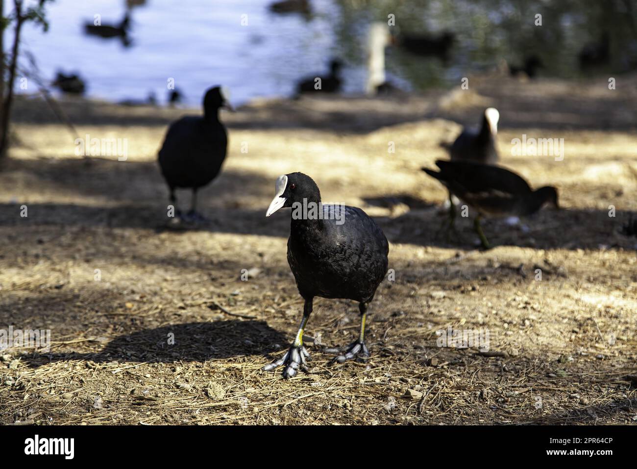 Coot alimentazione dei giovani Foto Stock