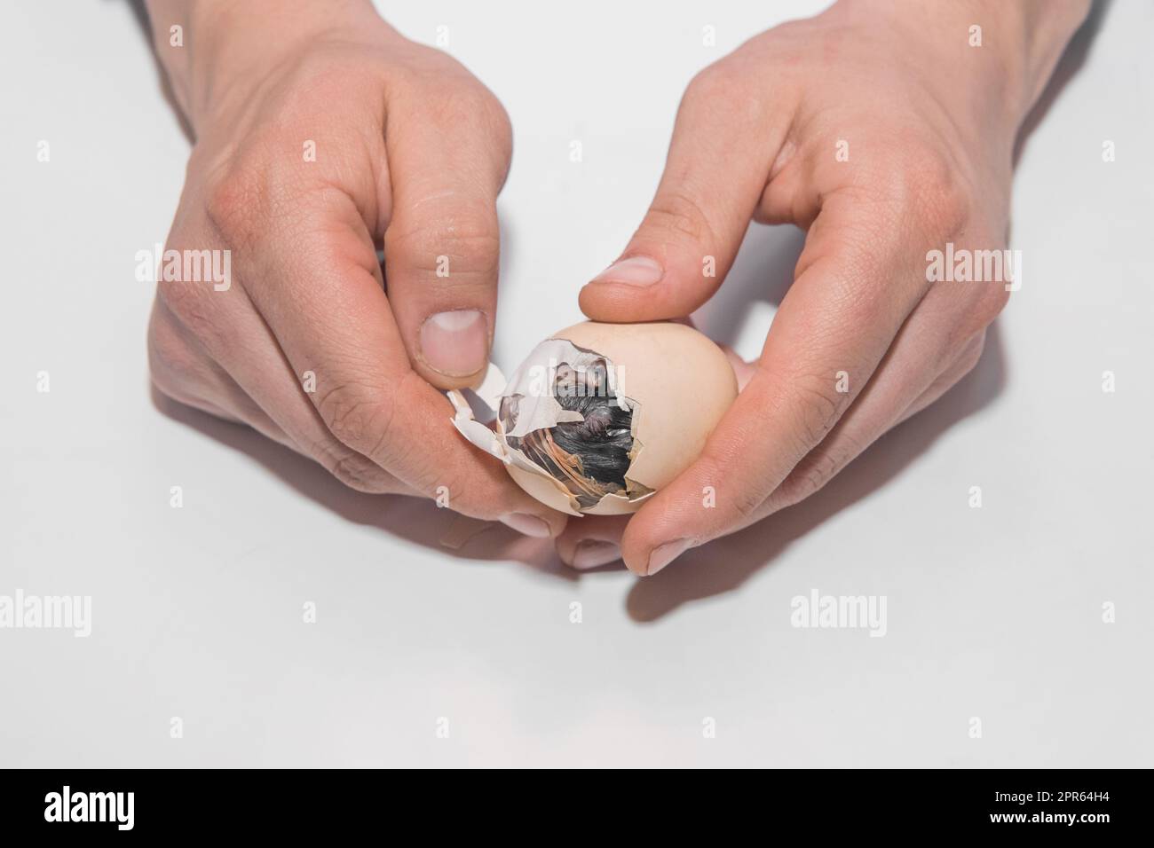 Primo piano delle mani di un agricoltore maschio che aiuta un pulcino piccolo e scuro a uscire da un uovo di pollo su uno sfondo bianco. Foto Stock