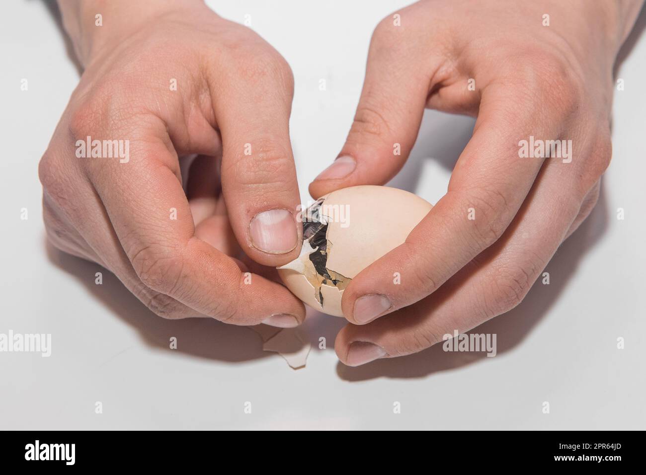 Le mani di un contadino di un uomo primo piano aiutare un pulcino di pollo uscire da un uovo da cova su uno sfondo bianco. Foto Stock