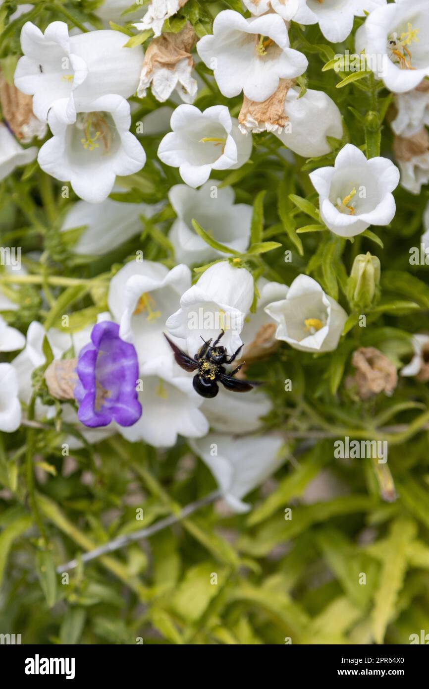 Un'ape di legno blu, Xylocopa violacea, cerca polline in un fiore di campanola Foto Stock