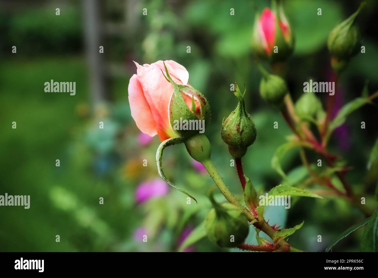 Vista dall'alto di un fiore di rosa in un con uno sfondo morbido a fuoco. Foto Stock