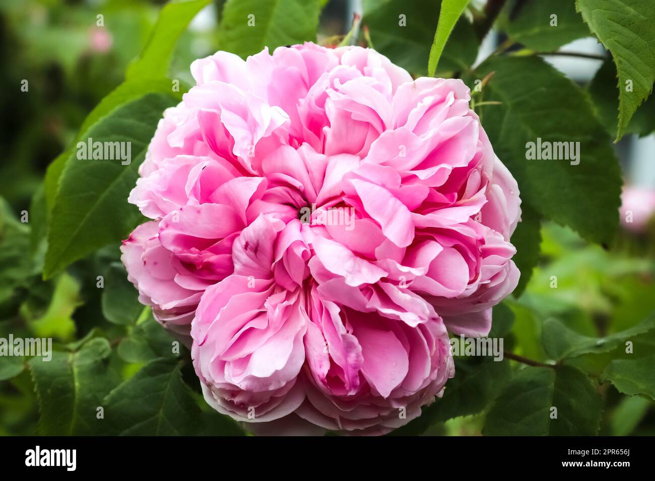 Vista dall'alto di un fiore di rosa in un con uno sfondo morbido a fuoco. Foto Stock