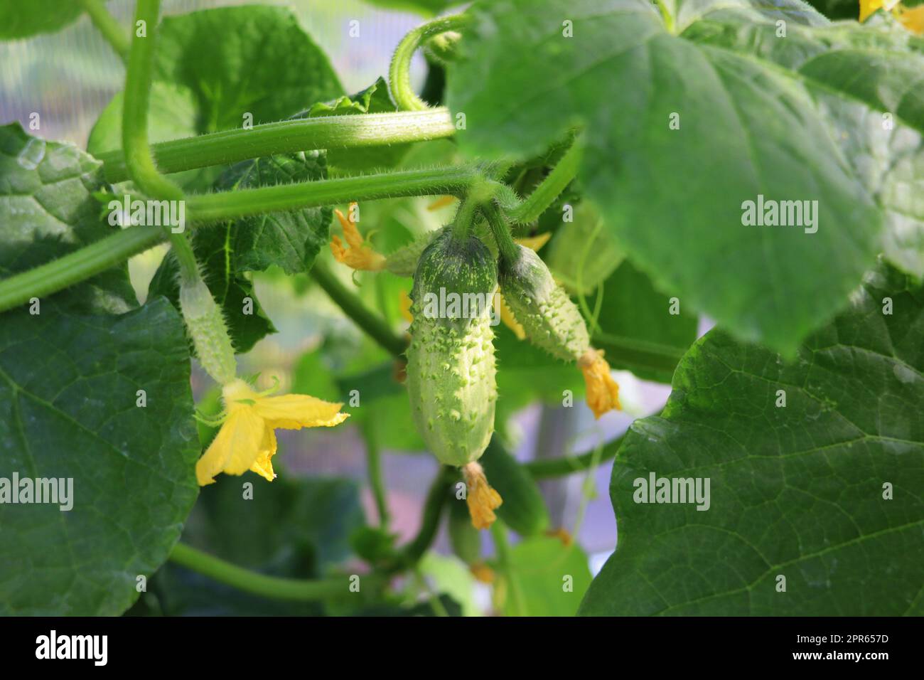 Cetrioli che crescono in serra, ortaggi sani senza pesticidi, prodotto biologico. Foto Stock