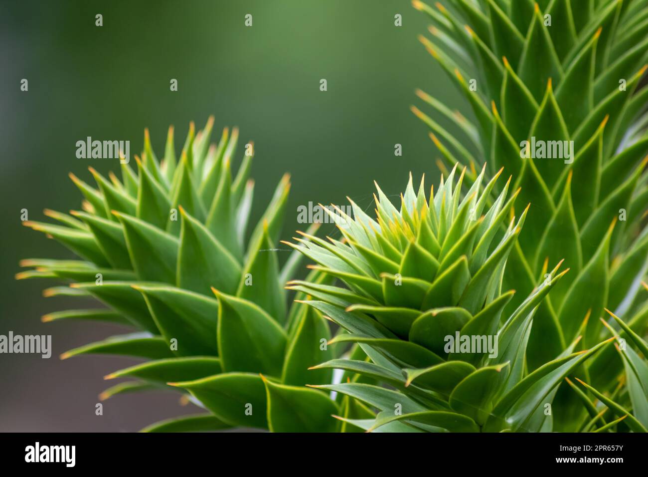 Foglie verdi spinose di araucaria araucana o albero della coda di scimmia con foglie affilate simili ad aghi e punte di piante esotiche nella natura selvaggia della patagonia mostrano dettagli di forma simmetrica delle foglie verdi Foto Stock