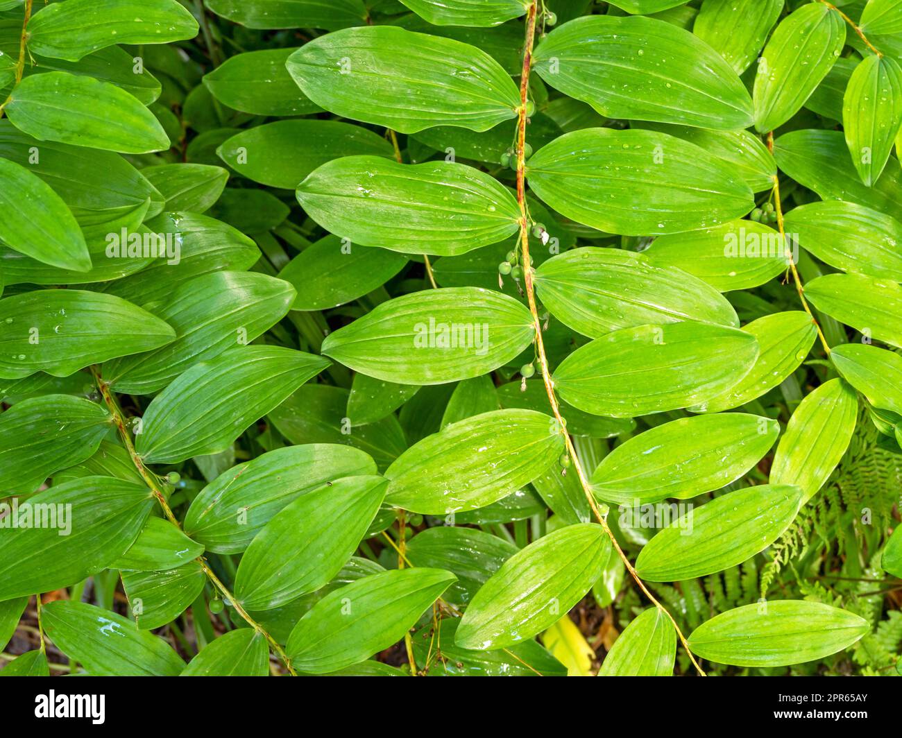 Foglie verdi di sigillo Solomons, Polygonatum multiflorum Foto Stock