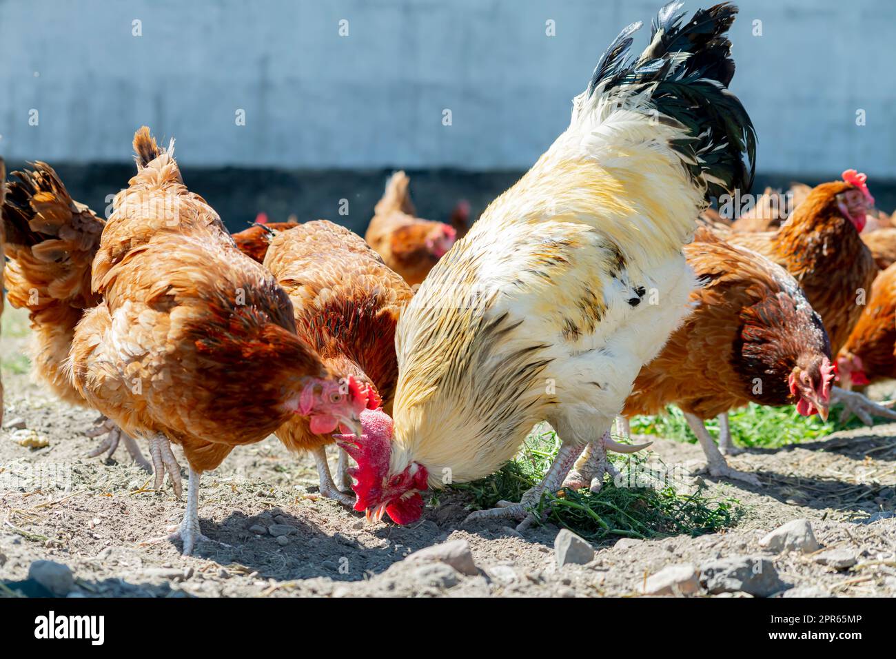 Polli su tradizionale intervallo libero azienda agricola di pollame Foto Stock