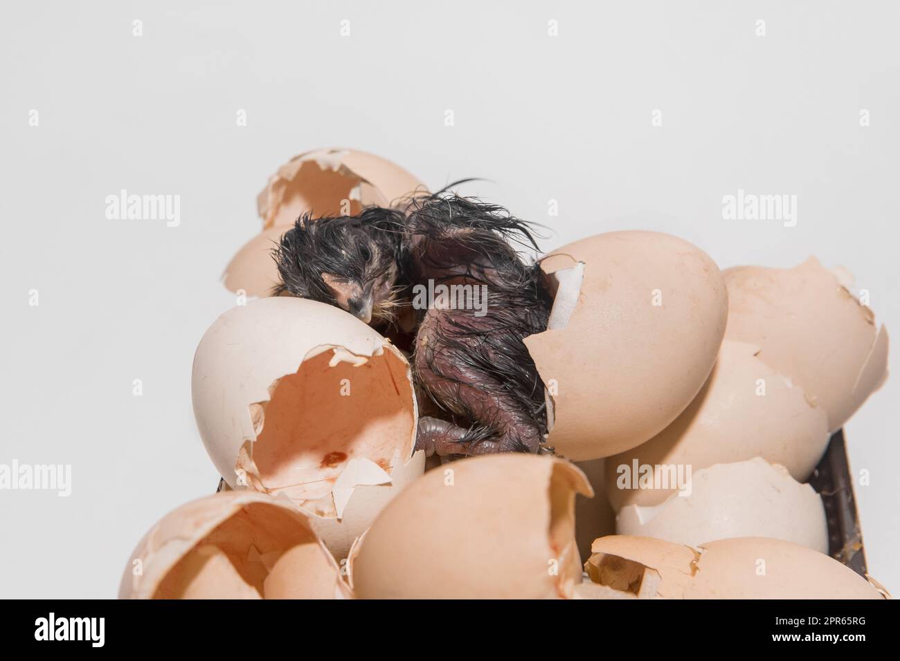 Pulcino di pollo umido scuro neonato in un mucchio di gusci di garzata su sfondo bianco, primo piano. Foto Stock
