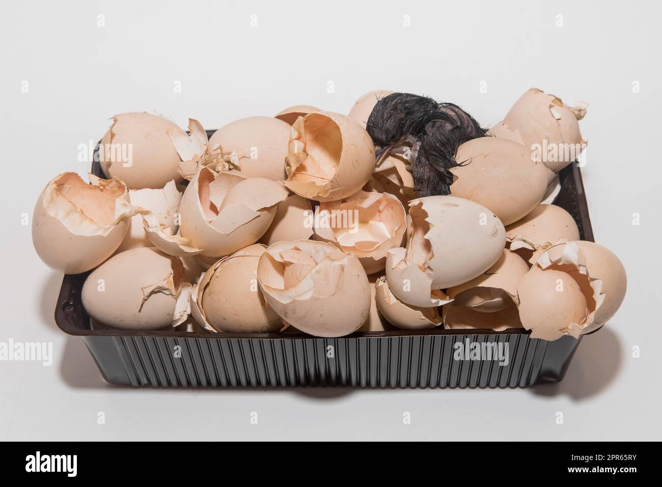 Pulcino di pollo umido scuro neonato in pile di gusci di garzata su sfondo bianco. Foto Stock