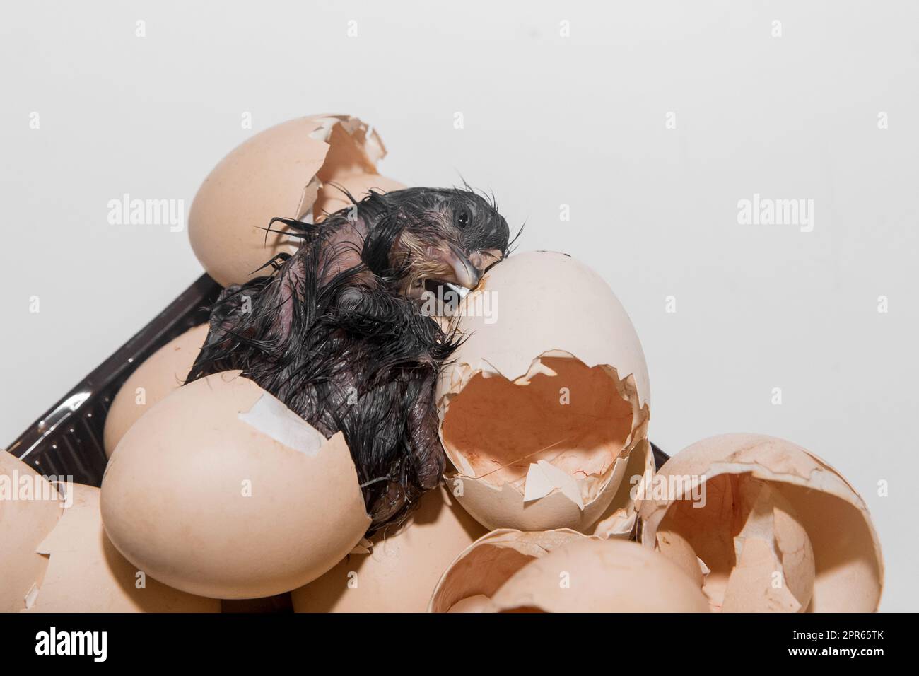 Pulcino di pollo umido scuro neonato in un mucchio di gusci di garzata su sfondo bianco, primo piano. Foto Stock