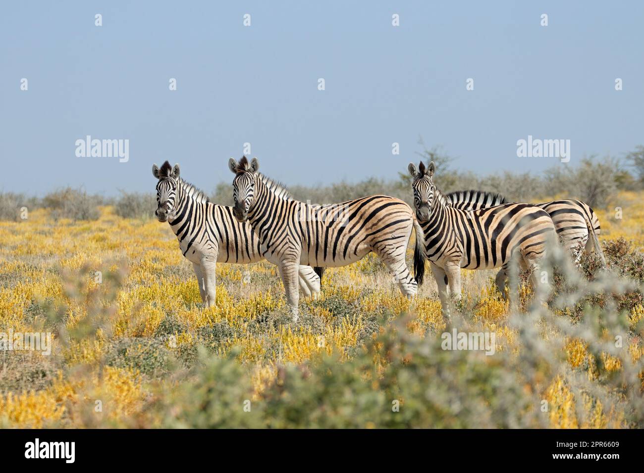 Zebre pianeggianti in habitat naturale - Parco Nazionale Etosha Foto Stock