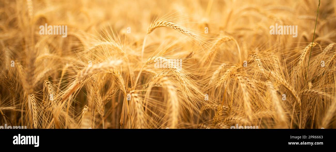 Campo di segale dorato Foto Stock