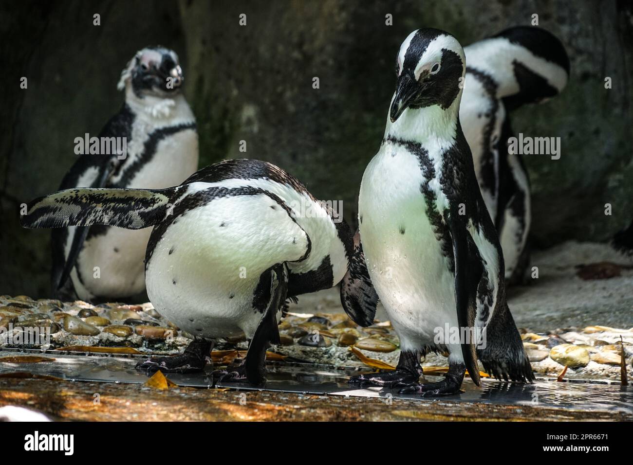 Del pinguino di Humboldt in piedi sulle rocce Foto Stock