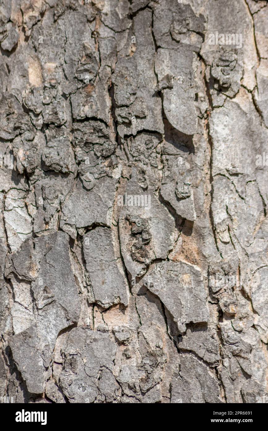 La corteccia degli alberi macro con strutture naturali fini e corteccia ruvida come sfondo naturale ed ecologico mostra una bella struttura in legno con cicatrici e protezione come habitat per piccoli insetti Foto Stock